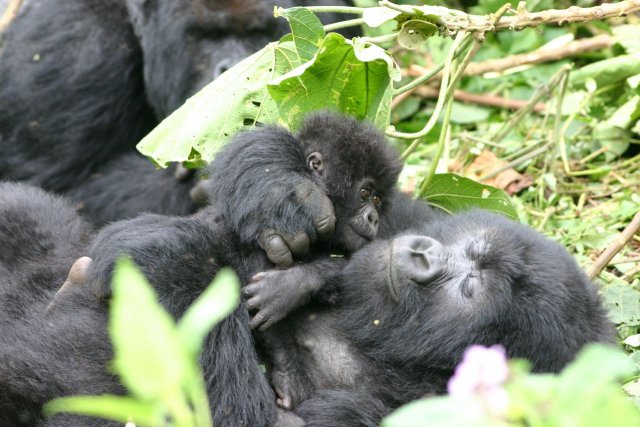 Горила з дитинчам в Національному Парку Руанди